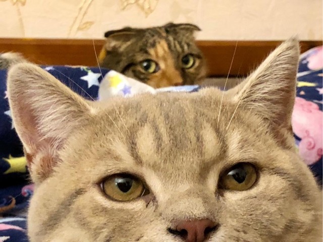 Котовторник 19.07.22
