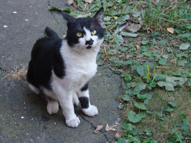 КотоФторник 23.08.22