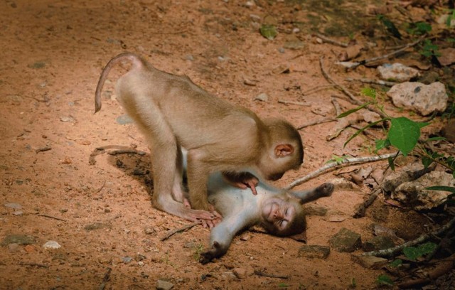 Финалисты ежегодной премии Comedy Wildlife Photography Awards