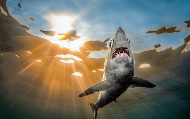 Победители фотоконкурса Ocean Photographer of the Year 2022