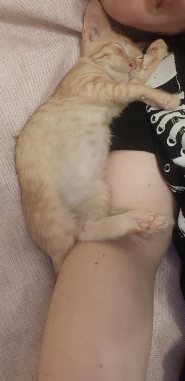 Вторник, ваши коты и кошки в студию
