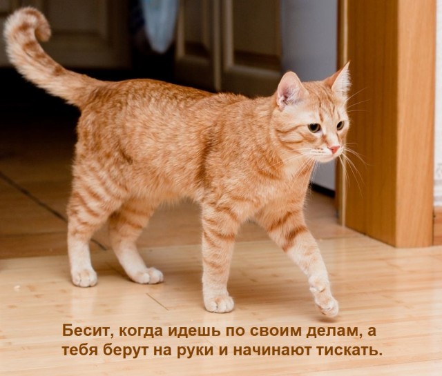 Эффект единицы
