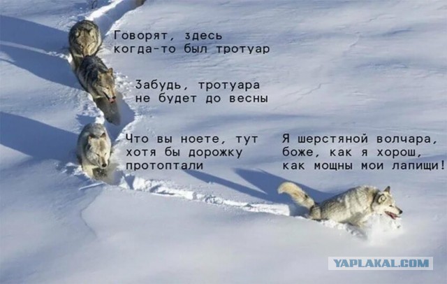 "Это вам не овечек считать"