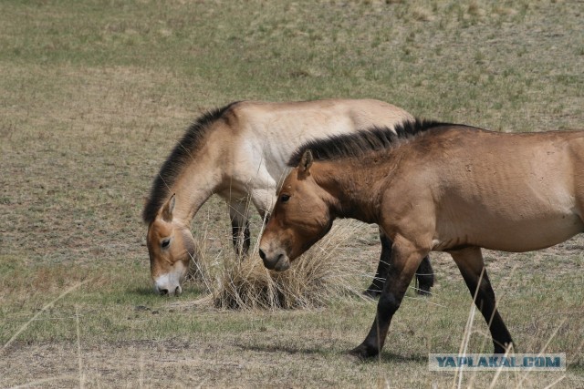 В Монголию на мотоциклах 2006
