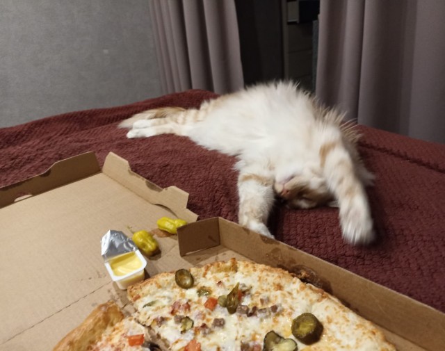 Кошка