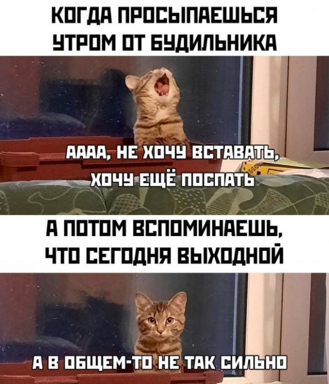 Картинки и мемы, всем хороших выходных