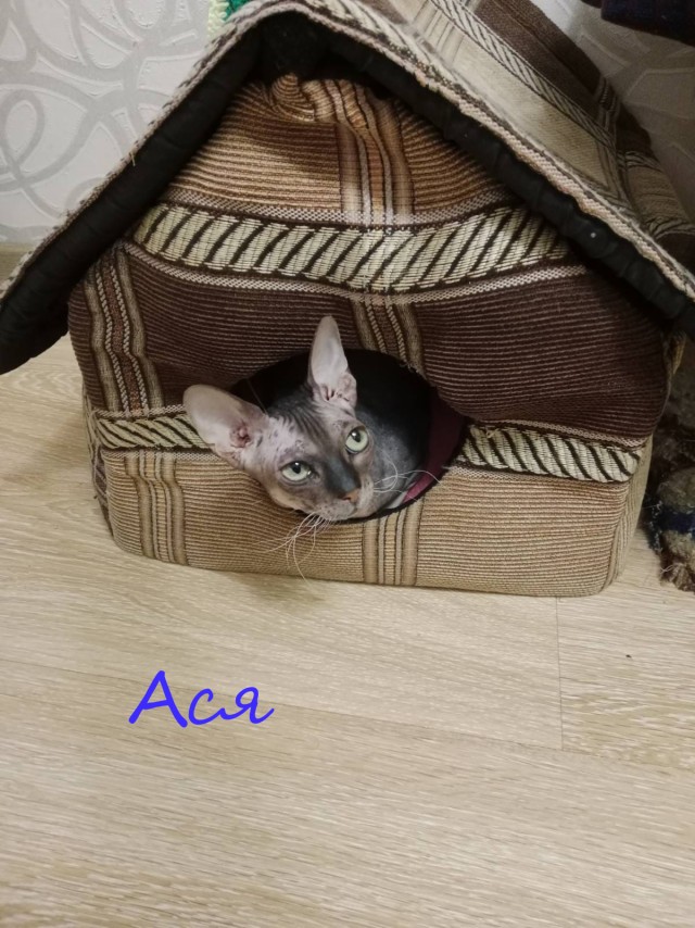 Жизнь домашнего приюта "Котоленд" 383