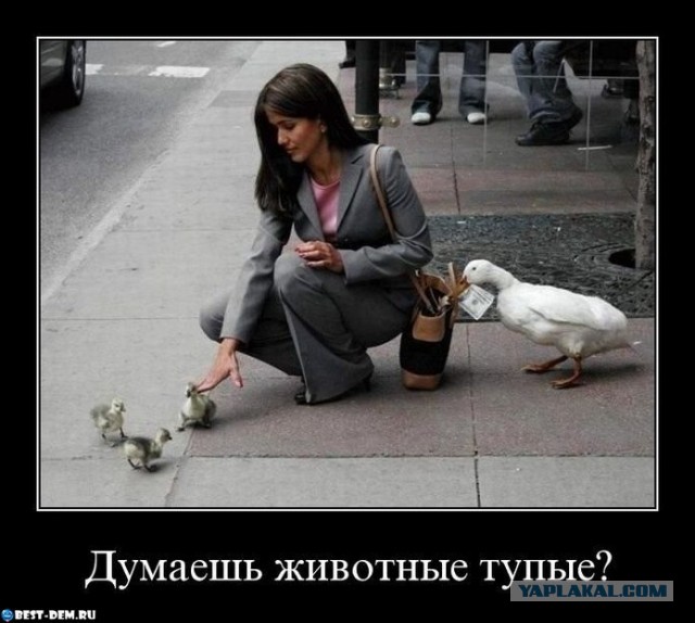 Животные добрые, они помогают друг другу