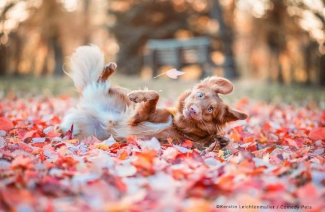 В Лондоне прошел ежегодный фотоконкурс «Comedy Pet Photography Awards»