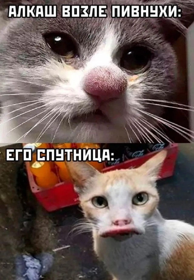 Так себе картинки 21.08.23