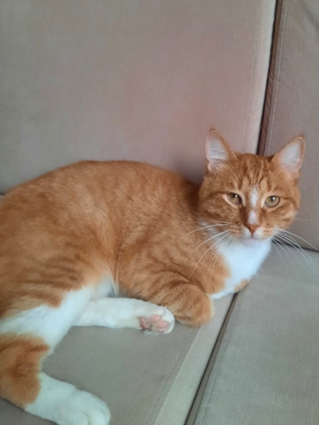Ищу хозяина кота