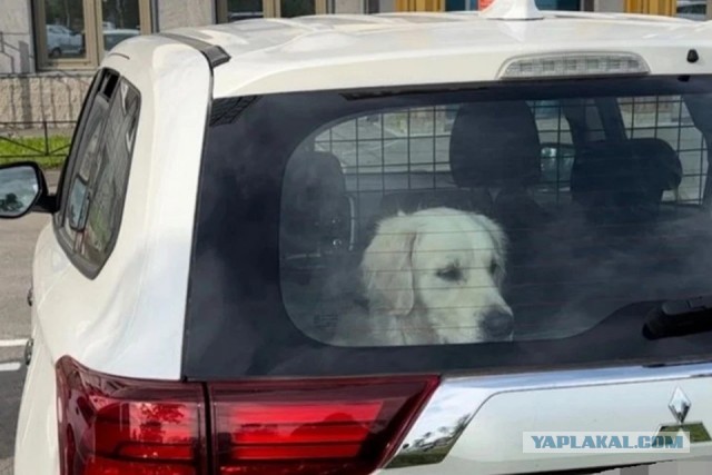 Жил был пес (в автомобиле)