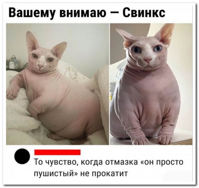 Забавные комментарии из социальных сетей (22.01.24)