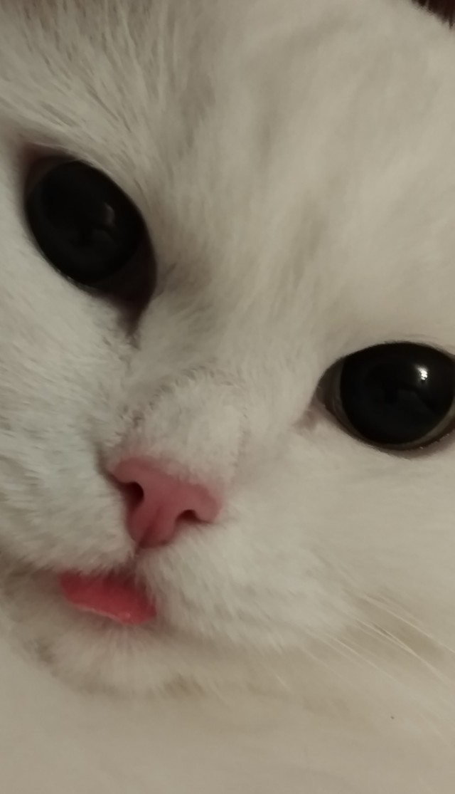 Чеширский Кот существует