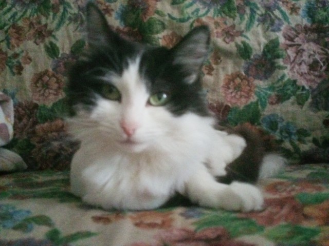 Котовторник