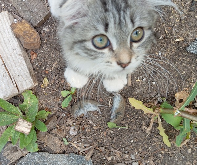 Принимайте в собратья, которабы