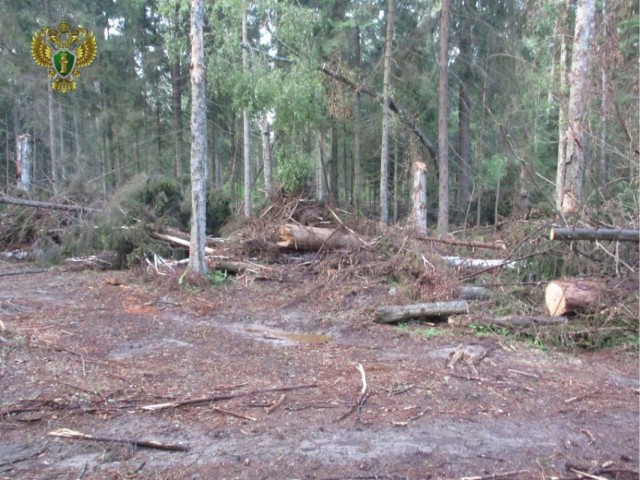 «Дровосек» нарубил на 54 мульта