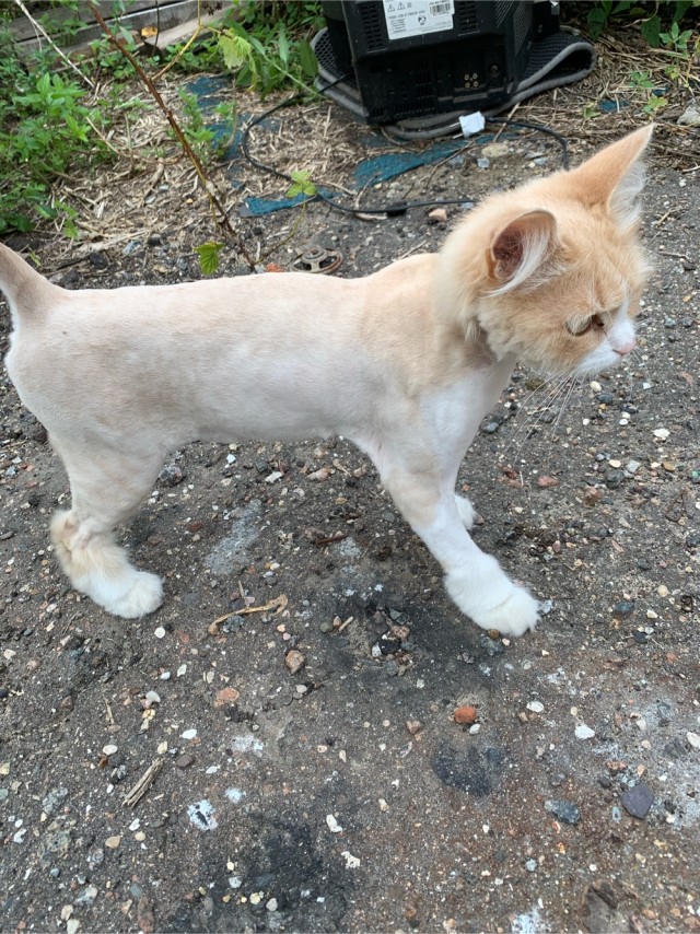 Коты, которые работают на заводах