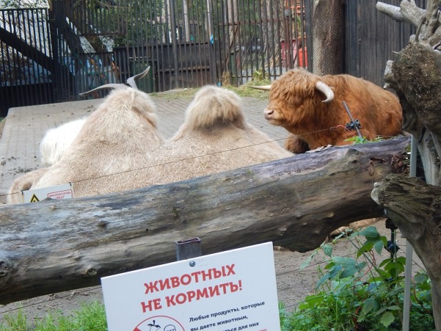 Деревенская Америка - 10