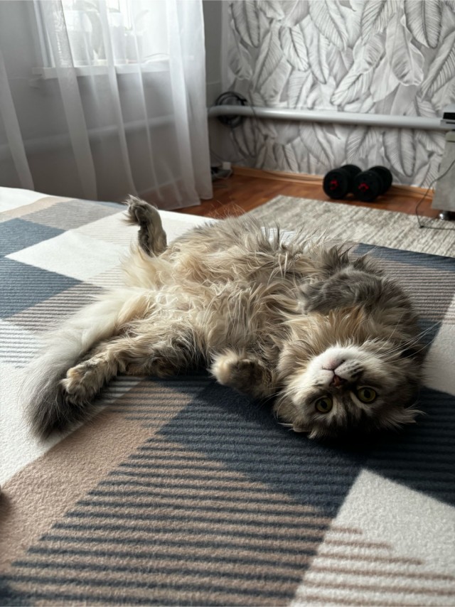 Купила кошке ковëр