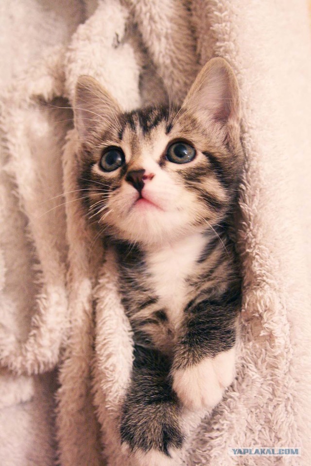 Ее зовут Одри. Мимимишность +18