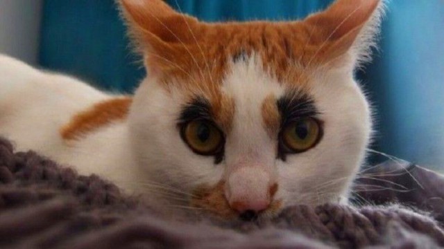 "Шутка природы: удивительные кошачьи окрасы". Несколько кошек с окрасом шкурки, в реальность которого сложно поверить