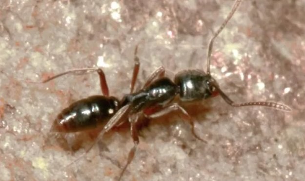 В южных и восточных регионах США наблюдается нашествие азиатских игольчатых муравьев