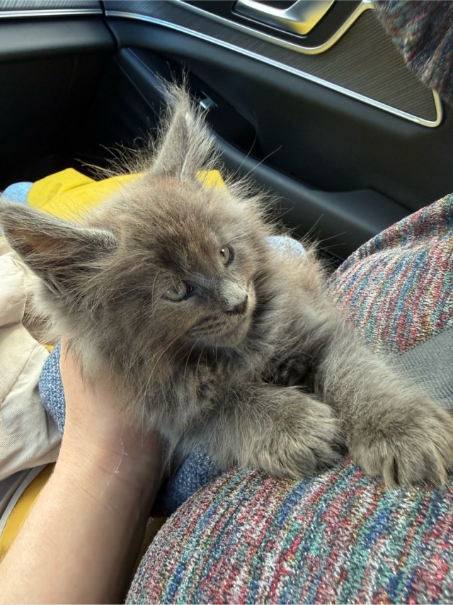 Котовторник вроде бы. Тоже присоединяюсь к рабам кошачьих.