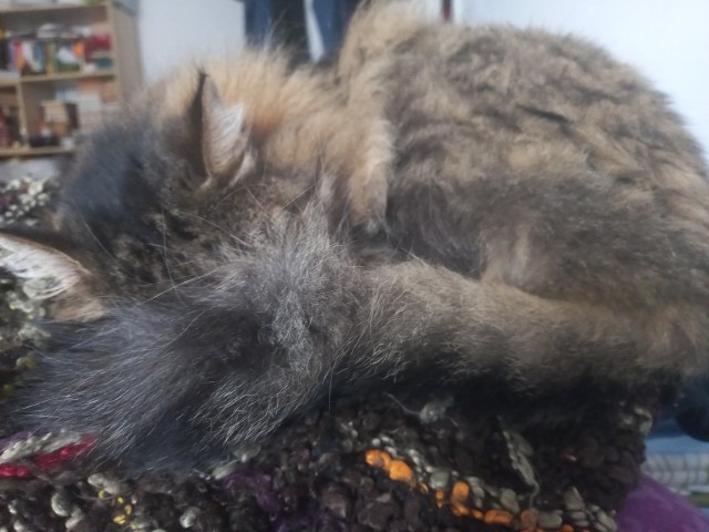 К котовторнику)