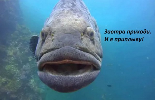 Решил выгулять свою рыбу