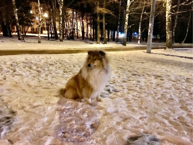 Колли, а популярна ли сейчас эта порода собак?