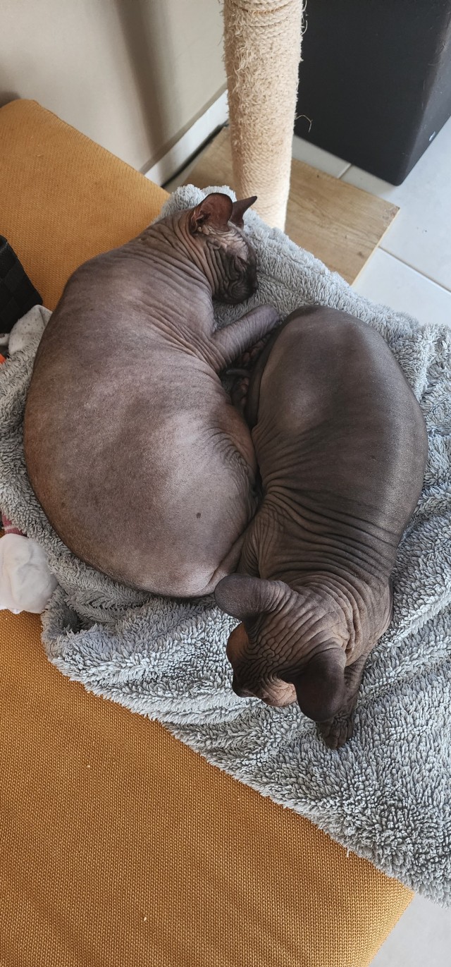 В защиту кошек породы Сфинкс канадский...