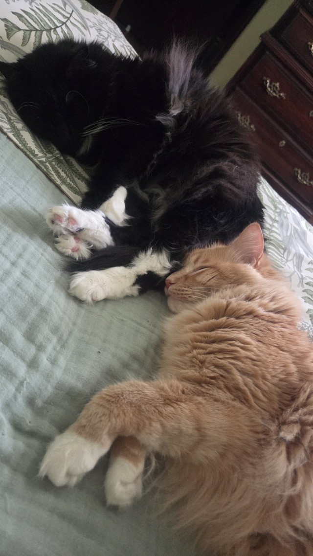 Котофторник жеж