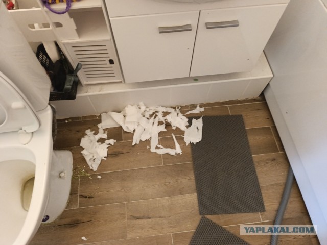 Пристраиваю котэ. Альтернатива - усыпление.