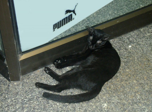 Котэвторник