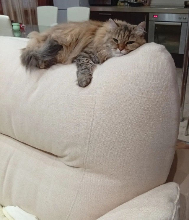Степана вам в котовторник