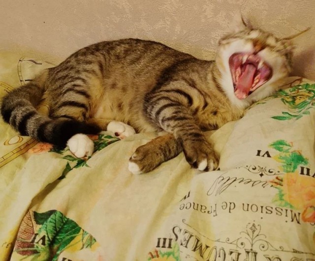 Фотки красивого кота.