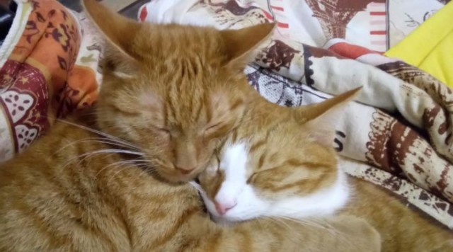 Котовторник. Начало