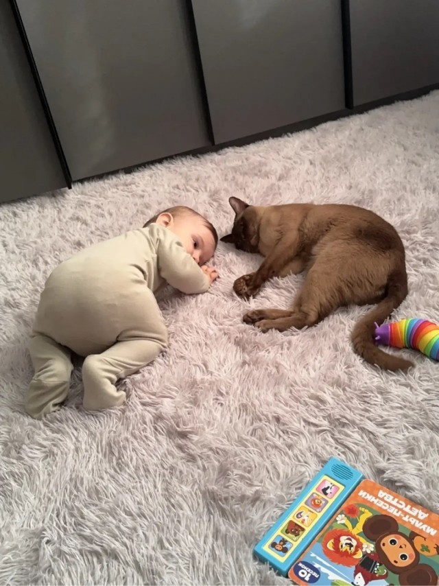 Котовторник