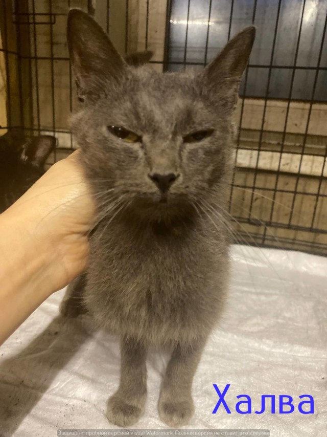Жизнь домашнего приюта "Котоленд" 567