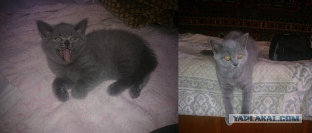 Коты и время