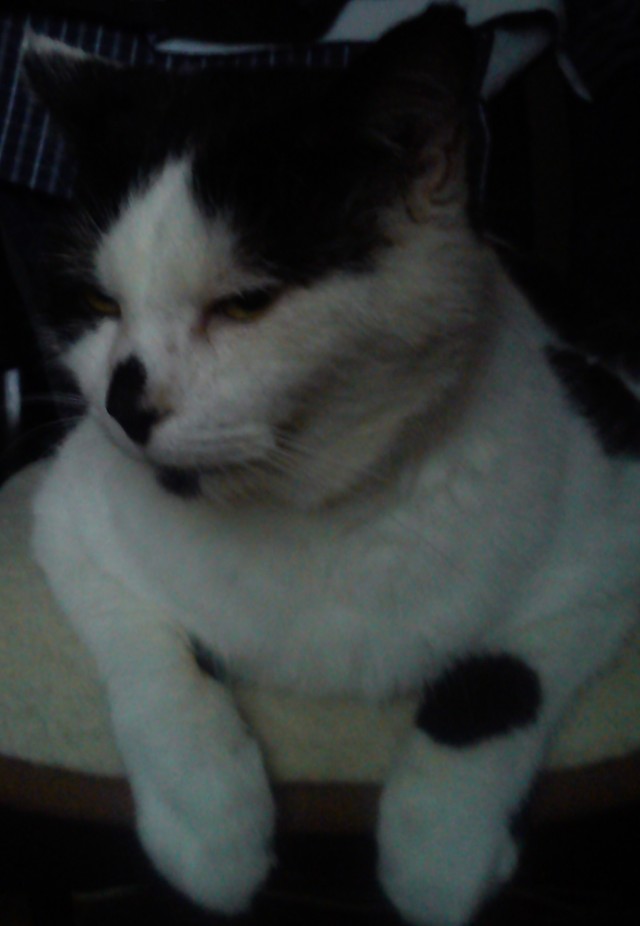 Невыразительные коты