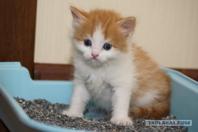 Котовторник 26.11.2013