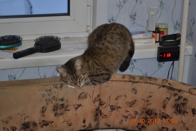 Котовторник 25.02.2014