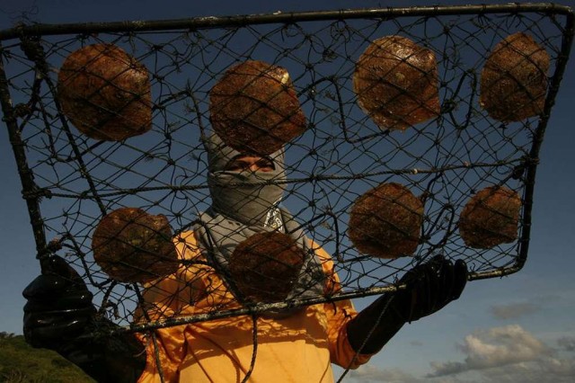 Ферма Золотого Жемчуга