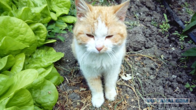 Котовторник 27.5.2014