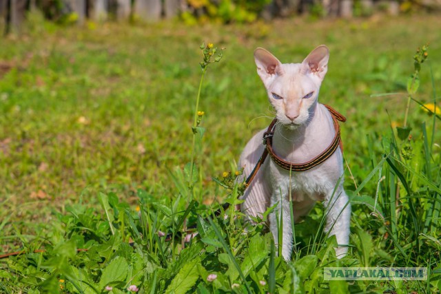 Котовторник 02.09.2014
