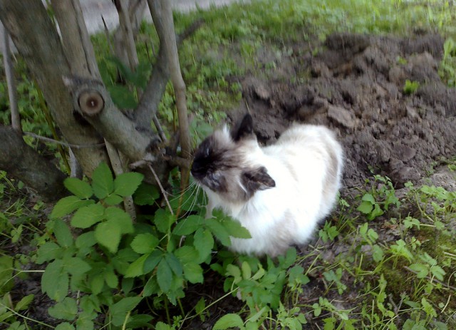 Котовторник 09.09.2014