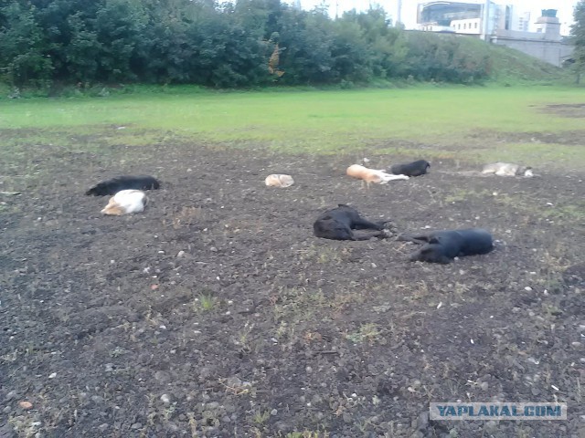 Последнее фото с Вашего телефона.