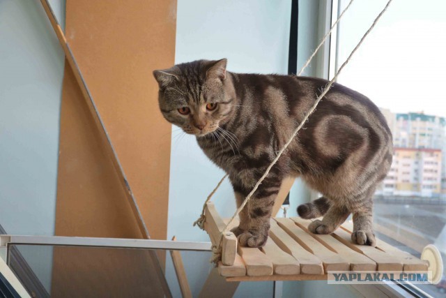 Котовторник 28.10.2014
